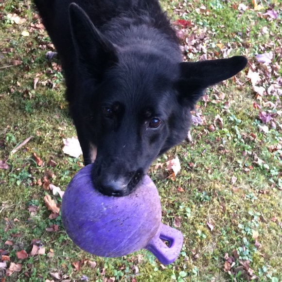 Meet your Posher, Asa - Picture 1 of 1